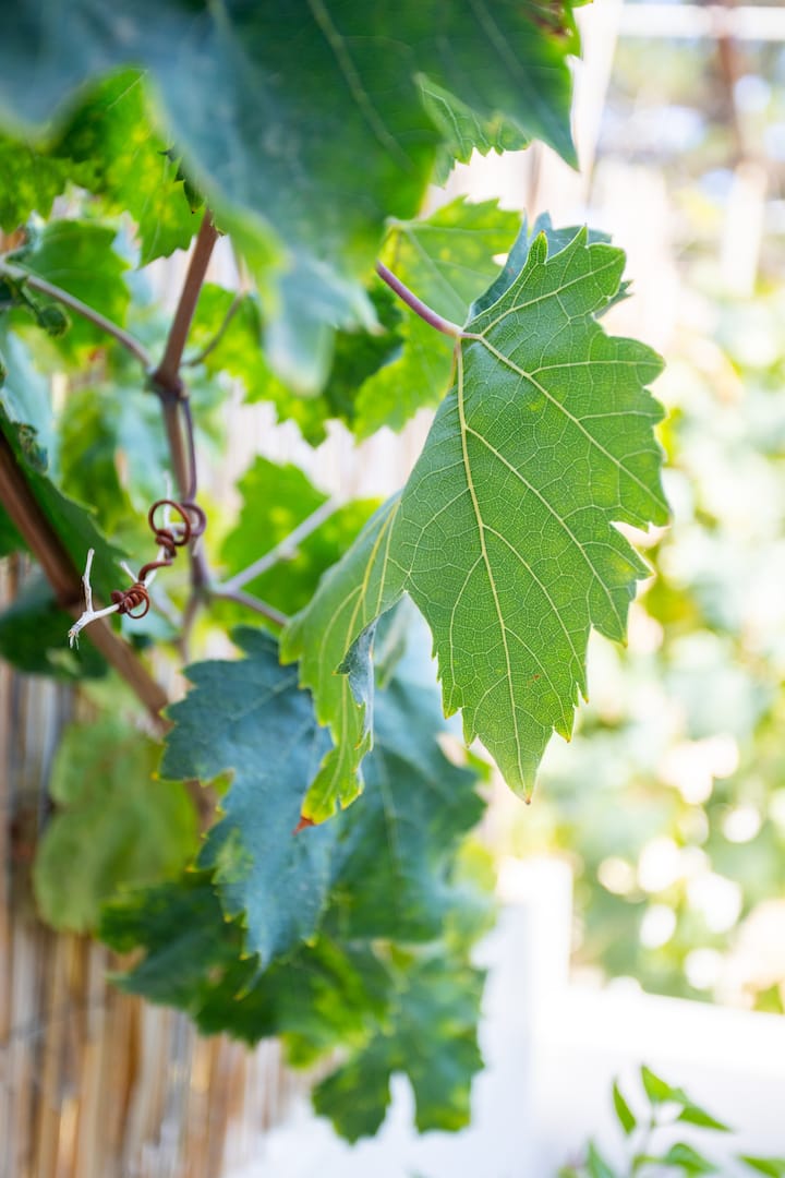 Πίσω αυλή εικόνα 3