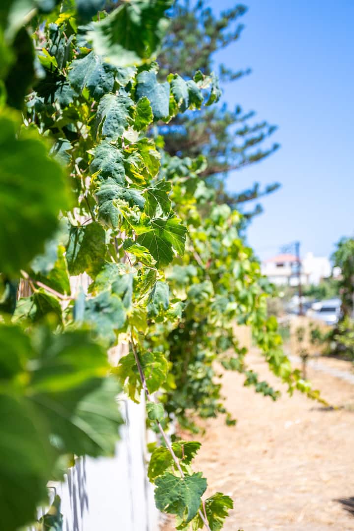 Πίσω αυλή εικόνα 2