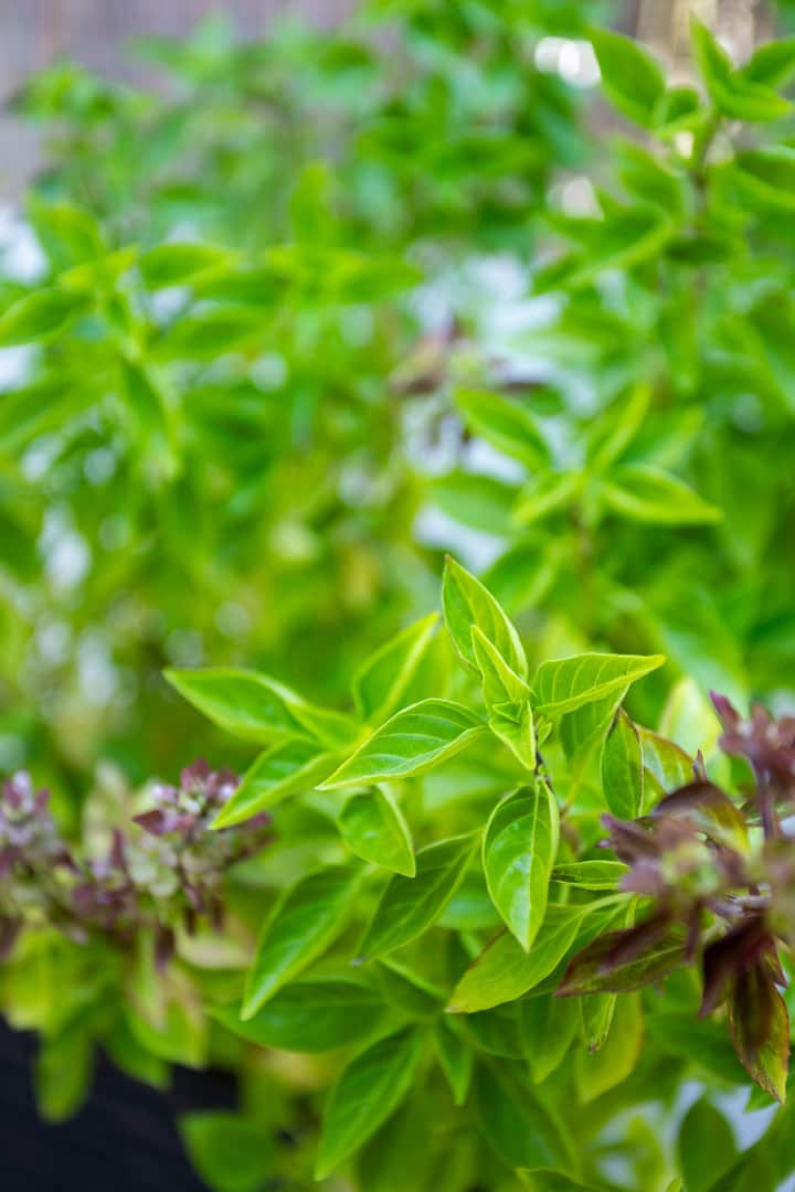 Πίσω αυλή εικόνα 8